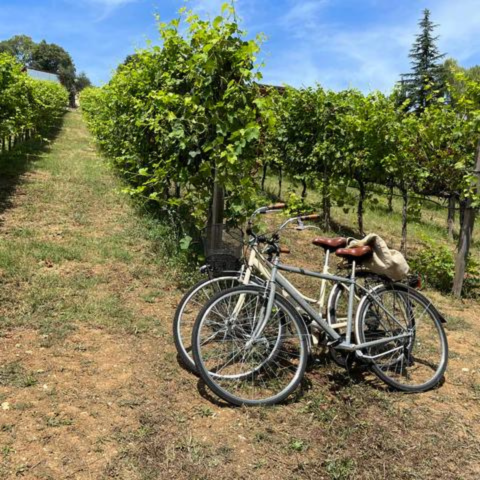 Abruzzo wine country